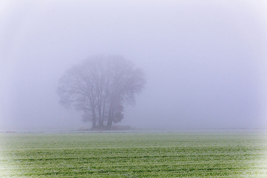 fog